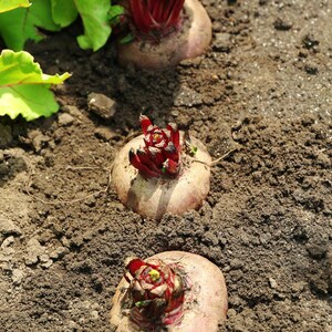 Über 100 Samen der Sorte Rosy Red 555 Rote Bete (Beta vulgaris), Wurzelgemüse Bild 4
