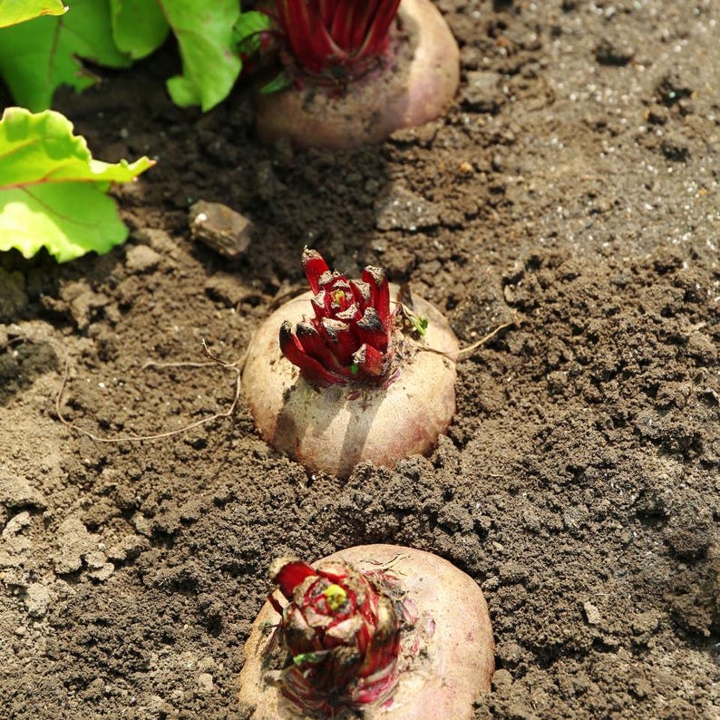 Über 100 Samen der Sorte Rosy Red 555 Rote Bete (Beta vulgaris), Wurzelgemüse Bild 4