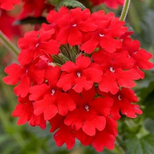 Peut inclure: Un bouquet de fleurs de verveine rouge vif compos&eacute; de petites fleurs &agrave; cinq p&eacute;tales dispos&eacute;es en une t&ecirc;te dense et arrondie. Chaque fleur pr&eacute;sente un minuscule centre blanc, avec des tiges et un feuillage vert visibles &agrave; la base.