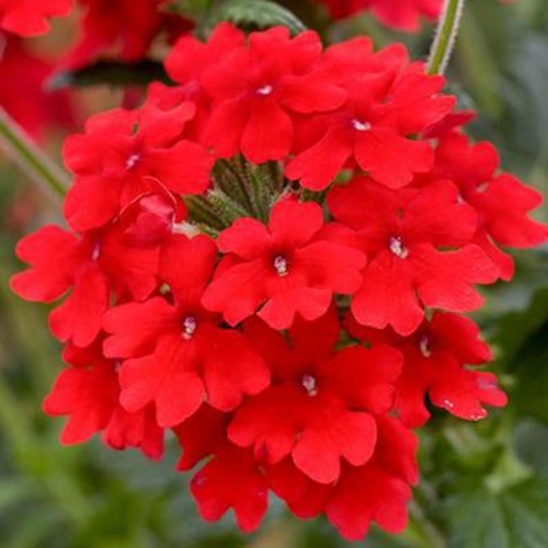 Peut inclure: Un bouquet de fleurs de verveine rouge vif compos&eacute; de petites fleurs &agrave; cinq p&eacute;tales dispos&eacute;es en une t&ecirc;te dense et arrondie. Chaque fleur pr&eacute;sente un minuscule centre blanc, avec des tiges et un feuillage vert visibles &agrave; la base.