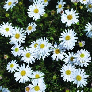 Peut inclure: Un groupe de fleurs de marguerite blanches avec des centres jaune vif, chacune pr&eacute;sentant de nombreux p&eacute;tales fins et allong&eacute;s dispos&eacute;s en motif radial, sur un fond de feuillage vert fonc&eacute; finement textur&eacute; et de petits boutons floraux.