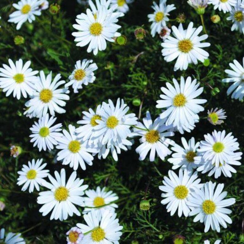 Peut inclure: Un groupe de fleurs de marguerite blanches avec des centres jaune vif, chacune pr&eacute;sentant de nombreux p&eacute;tales fins et allong&eacute;s dispos&eacute;s en motif radial, sur un fond de feuillage vert fonc&eacute; finement textur&eacute; et de petits boutons floraux.