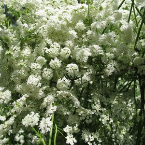 Über 100 Anissamen (Pimpinella anisum), Aniskraut, süßes Lakritzgewürz Bild 4