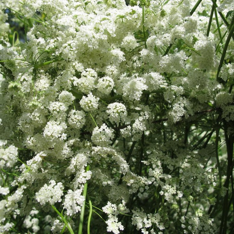 Über 100 Anissamen (Pimpinella anisum), Aniskraut, süßes Lakritzgewürz Bild 4