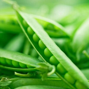 Más de 20 semillas de guisantes verdes Arkel, Pisum sativum, legumbres y cereales imagen 6