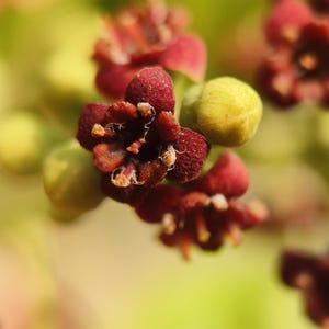 以下が含まれることがあります： 5枚の花びらを持つ、深みのある栗色の小さな花の集まり。質感のあるビロードのような見た目で、それぞれの花の中心には小さな明るい色の雄しべがあり、滑らかで淡い緑色の丸い蕾が添えられています。