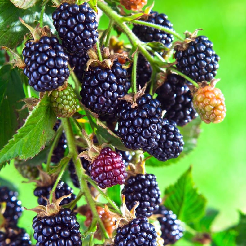 20-100 zaden van de Himalaya-braam, Rubus, wilde bergbessenstruik afbeelding 9