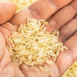 Oltre 300 semi di riso Basmati, Oryza sativa, riso Basmati indiano, riso aromatico immagine 4