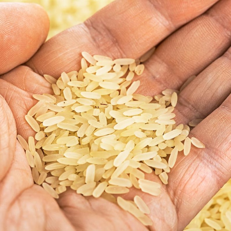Oltre 300 semi di riso Basmati, Oryza sativa, riso Basmati indiano, riso aromatico immagine 4
