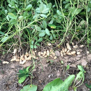 20-100 nasion orzeszków ziemnych, Arachis hypogaea, strączek ziemny zdjęcie 4