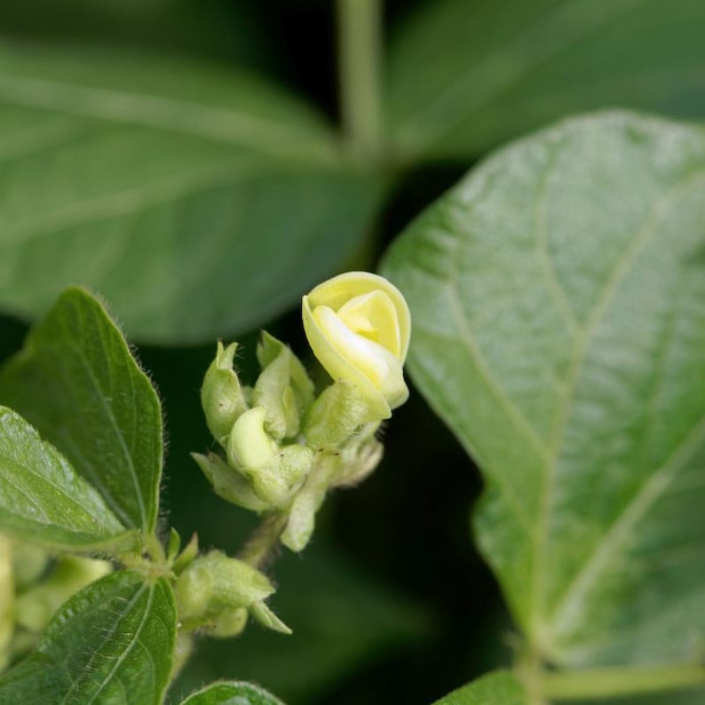 20-100 semillas de lenteja amarilla (Moong Dal), Vigna radiata, legumbres y cereales imagen 10