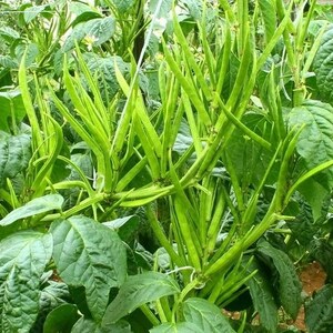 Puede incluir: Un grupo de plantas de guar de color verde vibrante con vainas largas, delgadas y puntiagudas que crecen entre hojas anchas y texturizadas. Los tallos de la planta est&aacute;n erguidos y densamente poblados de m&uacute;ltiples vainas.