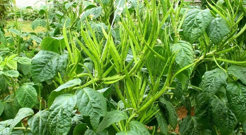 Puede incluir: Un grupo de plantas de guar de color verde vibrante con vainas largas, delgadas y puntiagudas que crecen entre hojas anchas y texturizadas. Los tallos de la planta est&aacute;n erguidos y densamente poblados de m&uacute;ltiples vainas.