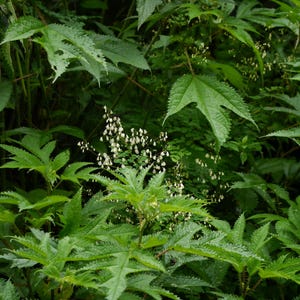 20+ Thalictrum foliolosum Frön, Mamera, Lövängsruta, Skogsmarksperenn bild 5