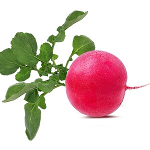 Pode incluir: Um rabanete redondo com uma casca rosa magenta vibrante e uma pequena raiz fina que se estende de lado. Preso ao topo do rabanete est&aacute; um grupo de folhas verdes frescas e texturizadas com bordas irregulares e lobadas vis&iacute;veis.