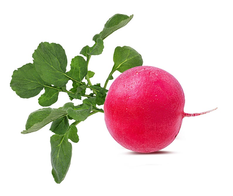 Pode incluir: Um rabanete redondo com uma casca rosa magenta vibrante e uma pequena raiz fina que se estende de lado. Preso ao topo do rabanete est&aacute; um grupo de folhas verdes frescas e texturizadas com bordas irregulares e lobadas vis&iacute;veis.