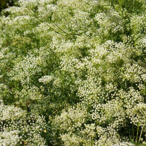 Über 100 Anissamen (Pimpinella anisum), Aniskraut, süßes Lakritzgewürz Bild 5