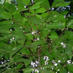 ビショフィア・ジャバニカ（Bischofia javanica）の新鮮な種子50粒以上、ビショップウッド – 植栽や盆栽に適した希少な熱帯観賞樹 画像 10