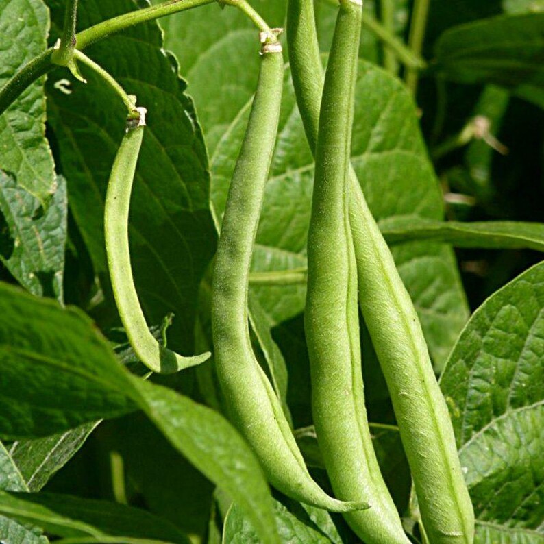 10-30 Sementes de Feijão Branco (Phaseolus vulgaris), Feijão Branco, Feijão Branco Pequeno imagem 5