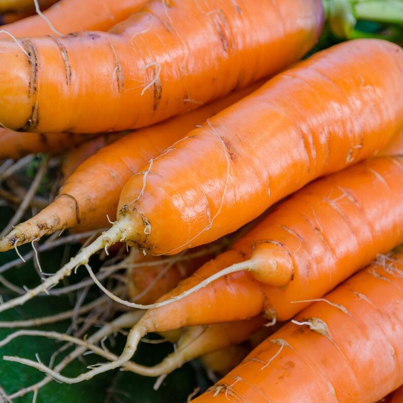 100+ morotsvitaminfrön, Daucus carota, apelsinrotgrönsak bild 7