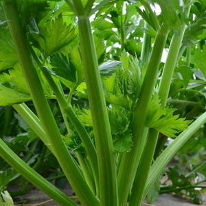 Oltre 500 semi di sedano alto dello Utah, Apium graveolens, sedano verde, ortaggio da giardino immagine 1