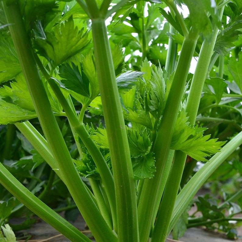 Oltre 500 semi di sedano alto dello Utah, Apium graveolens, sedano verde, ortaggio da giardino immagine 1