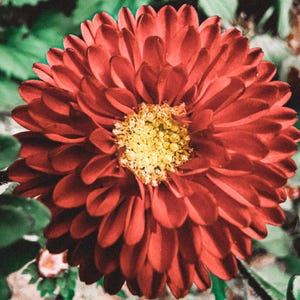 Mais de 50 sementes de zínia dupla mista, Zinnia elegans, flores de cores variadas, flor de corte. imagem 9