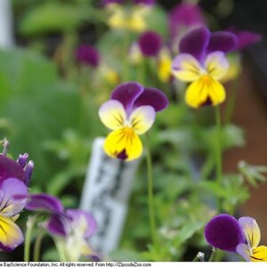 Über 100 Samen der Dreifarbigen Stiefmütterchen (Viola tricolor, Wildes Stiefmütterchen, Herzseide) Bild 7
