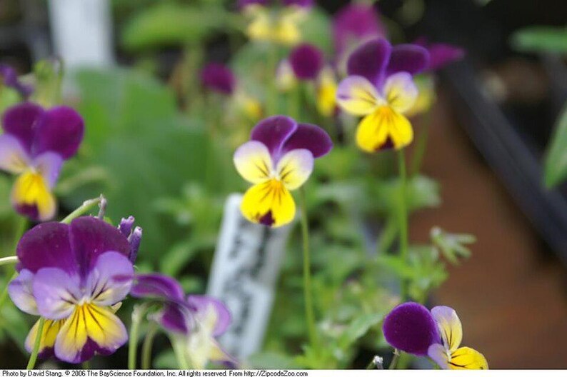 Über 100 Samen der Dreifarbigen Stiefmütterchen (Viola tricolor, Wildes Stiefmütterchen, Herzseide) Bild 7