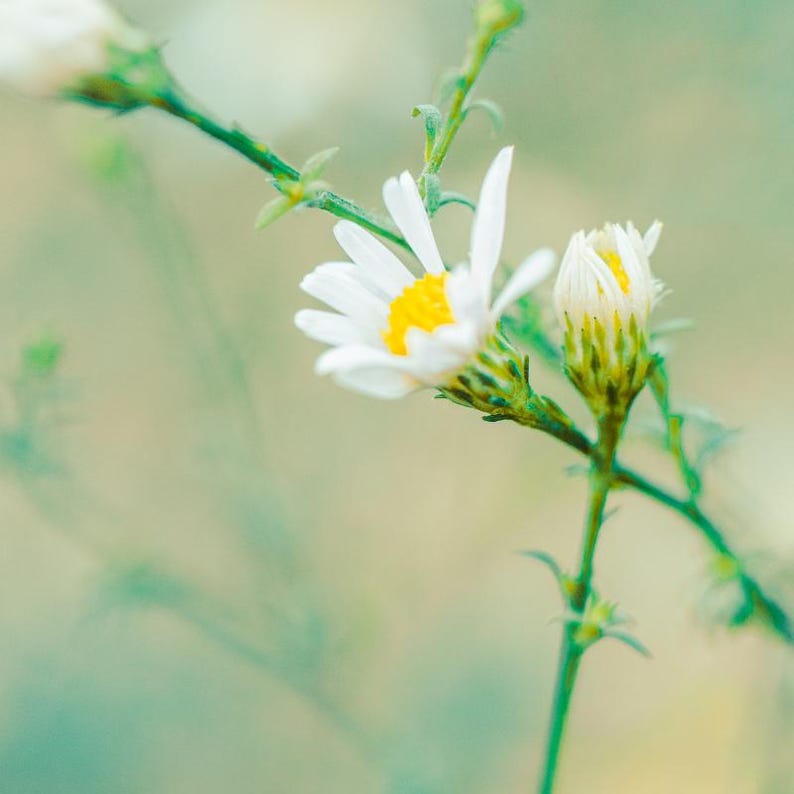 15+ Panicled Aster Seeds, Symphyotrichum lanceolatum, Lance-Leaved Wildflower image 2