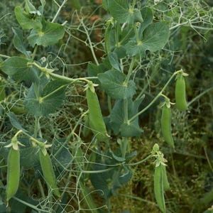 Más de 20 semillas de guisantes verdes Arkel, Pisum sativum, legumbres y cereales imagen 8