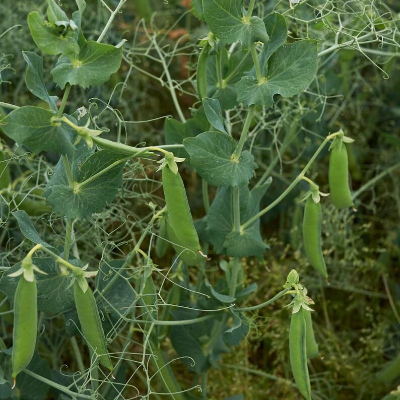 Más de 20 semillas de guisantes verdes Arkel, Pisum sativum, legumbres y cereales imagen 8