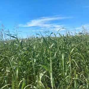 May include: A field of tall green sorghum plants with long, slender leaves and seed-bearing stalks reaching upward. The plants are densely packed together under a bright, clear blue sky with thin, wispy white clouds stretching across the horizon.