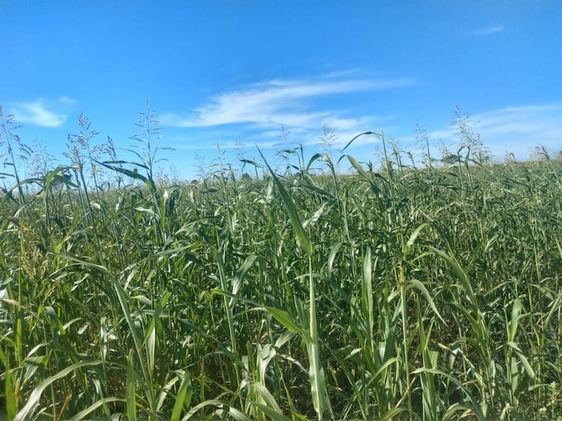 May include: A field of tall green sorghum plants with long, slender leaves and seed-bearing stalks reaching upward. The plants are densely packed together under a bright, clear blue sky with thin, wispy white clouds stretching across the horizon.