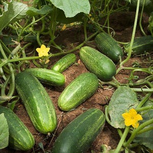 Puede incluir: Varios pepinos de color verde oscuro con texturas rugosas descansan sobre tierra marr&oacute;n entre enredaderas verdes y hojas grandes. Dos flores amarillas de cinco p&eacute;talos son visibles entre el follaje, con los pepinos esparcidos por el suelo.