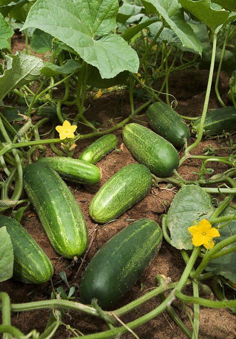 Puede incluir: Varios pepinos de color verde oscuro con texturas rugosas descansan sobre tierra marr&oacute;n entre enredaderas verdes y hojas grandes. Dos flores amarillas de cinco p&eacute;talos son visibles entre el follaje, con los pepinos esparcidos por el suelo.