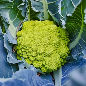 Más de 100 semillas de coliflor romanesco, Brassica oleracea, coliflor romanesco, cabezas espirales de color verde lima. imagen 8