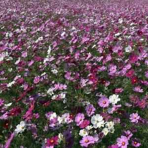 K&ouml;nnte beinhalten: Ein weites Feld mit Kosmeen in verschiedenen Schattierungen von Rosa, Magenta und Wei&szlig;. Die zarten, mehrbl&auml;ttrigen Bl&uuml;ten sind dicht &uuml;ber die Landschaft verteilt und zeigen d&uuml;nne gr&uuml;ne St&auml;ngel sowie federartiges Laub unter den Bl&uuml;ten.