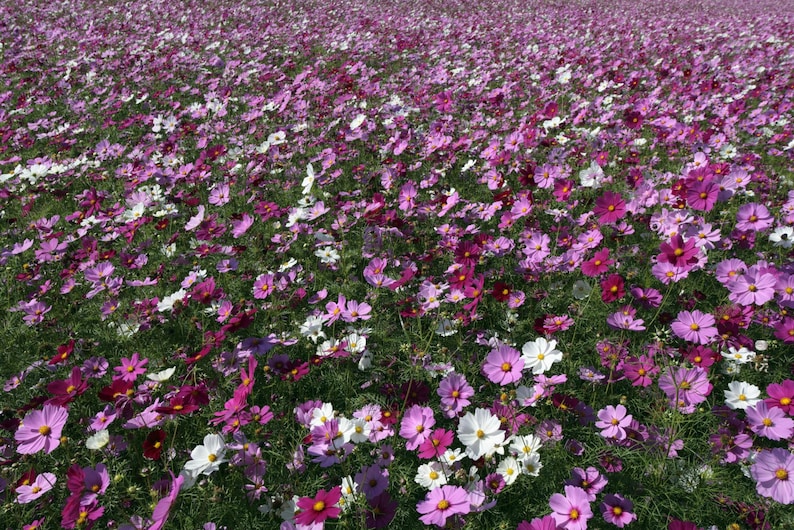 K&ouml;nnte beinhalten: Ein weites Feld mit Kosmeen in verschiedenen Schattierungen von Rosa, Magenta und Wei&szlig;. Die zarten, mehrbl&auml;ttrigen Bl&uuml;ten sind dicht &uuml;ber die Landschaft verteilt und zeigen d&uuml;nne gr&uuml;ne St&auml;ngel sowie federartiges Laub unter den Bl&uuml;ten.