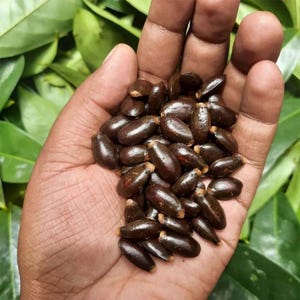 Peut inclure: Une collection de petites graines ovales, brun fonc&eacute;, &agrave; la texture lisse et brillante. Les graines sont regroup&eacute;es, pr&eacute;sentant une coque ext&eacute;rieure ferme et dure ainsi qu'une forme l&eacute;g&egrave;rement allong&eacute;e, typique des graines v&eacute;g&eacute;tales.