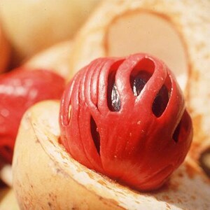 Puede incluir: Un arilo de macis rojo brillante que rodea parcialmente una semilla de nuez moscada de color marr&oacute;n oscuro, dentro de una c&aacute;scara de fruta carnosa, dividida y de color tostado claro. La cubierta roja fibrosa tiene ranuras verticales.