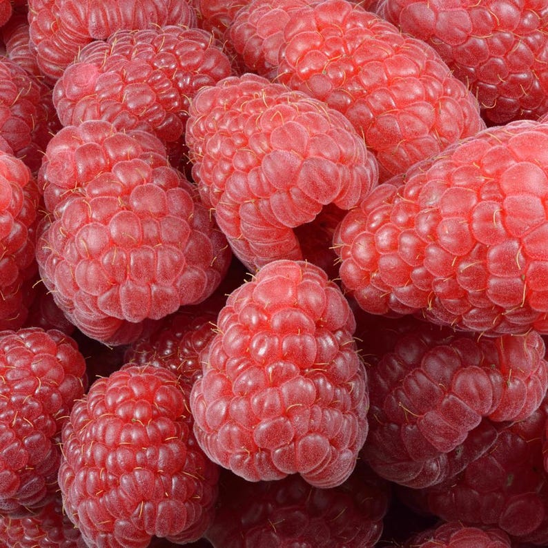 100-300-1500 graines de framboise géante Maroseika, Rubus idaeus, framboise Maroseika, gros fruit, graines de framboise de jardin image 1