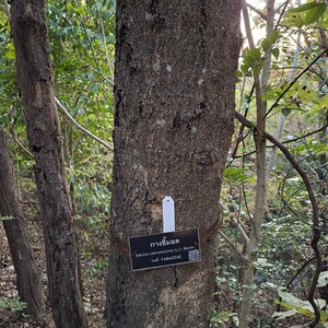 30-60 Svarta Sirisfrön, Albizia Odoratissima, Doftande Albizia, Svart Siristräd, Tropiska Trädfrön bild 4