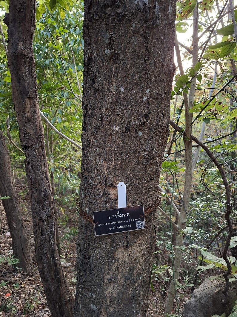 30-60 Svarta Sirisfrön, Albizia Odoratissima, Doftande Albizia, Svart Siristräd, Tropiska Trädfrön bild 4