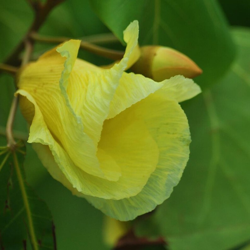 10-30 Portia Tree Seeds, Thespesia Populnea, Indian Tulip Tree, Milo, Pacific Rosewood image 8