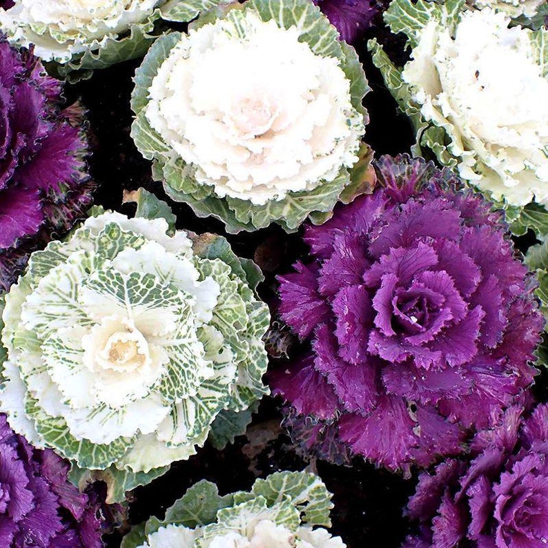 100+ Ornamental Flowering Kale Seeds, Brassica oleracea, Decorative Garden Plant image 6