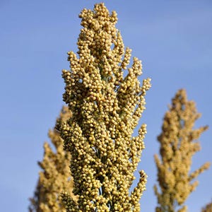 50-300 semillas de sorgo, Sorghum bicolor, grano antiguo, mijo imagen 5