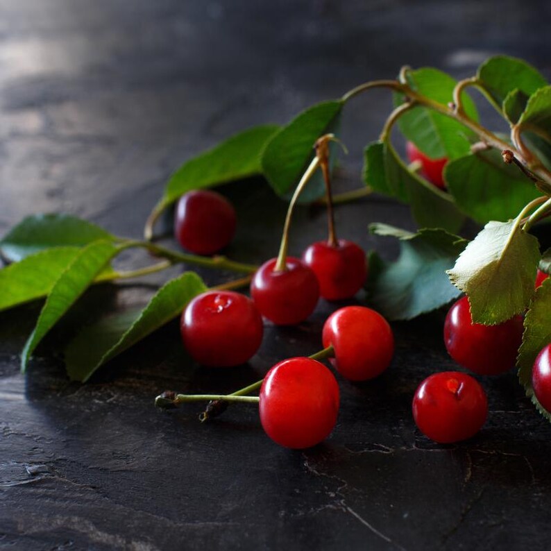 Más de 20 semillas de cereza dulce del Himalaya, Prunus avium, cerezo silvestre. imagen 5