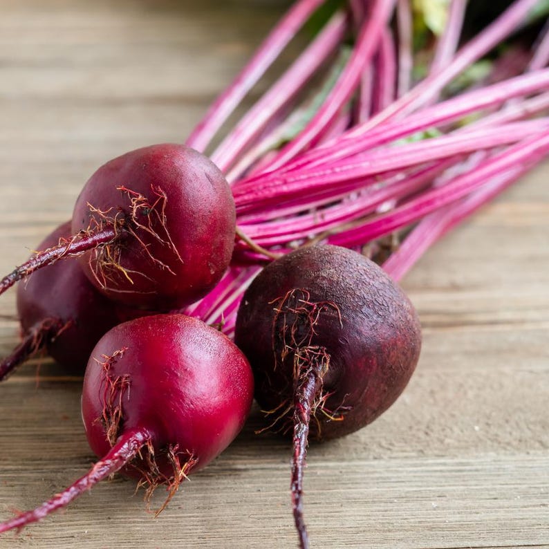 Über 100 Samen der Sorte Rosy Red 555 Rote Bete (Beta vulgaris), Wurzelgemüse Bild 6