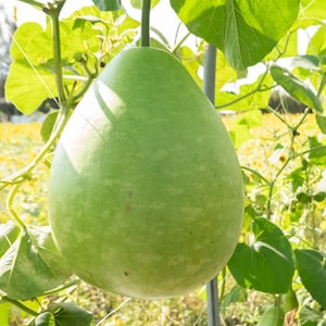 15+ Bottle gourd Lattu Seeds, Cucurbita, Pumpkins, gourds and melons image 5